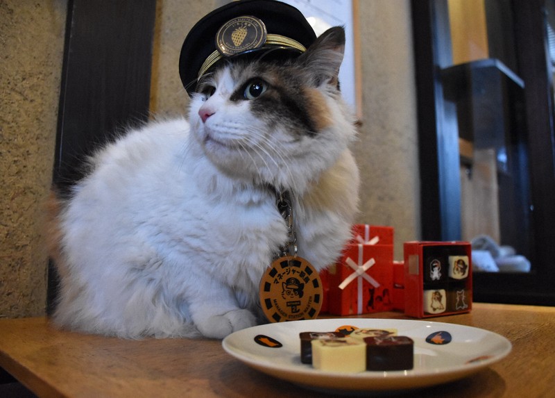 truong-ga-meo-nitama